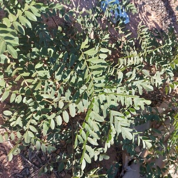 Glycyrrhiza glabra Blad