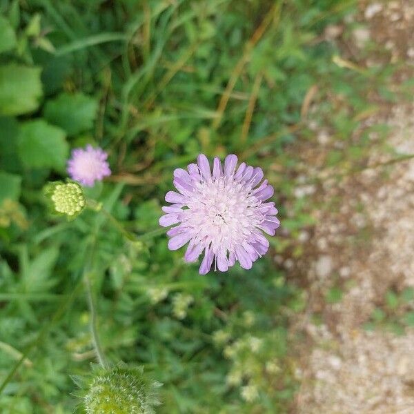 Knautia integrifolia ᱵᱟᱦᱟ