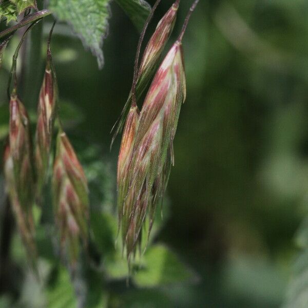 Bromus catharticus Fiore