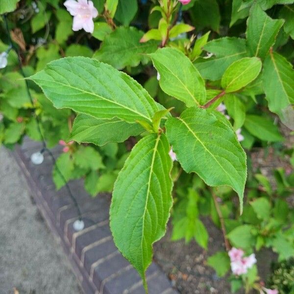 Weigela florida Leaf