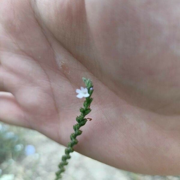 Verbena officinalis Blüte