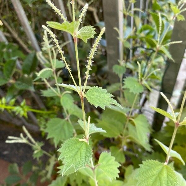 Boehmeria platanifolia Blad