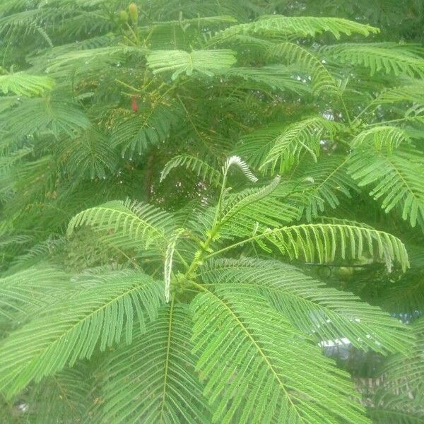 Delonix regia Квітка