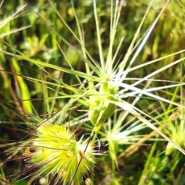 Aegilops geniculata Кветка