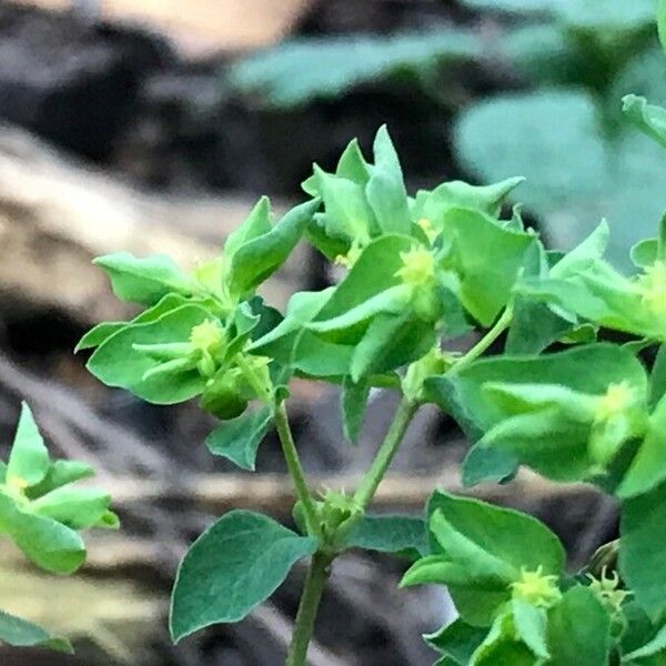 Euphorbia peplus পাতা