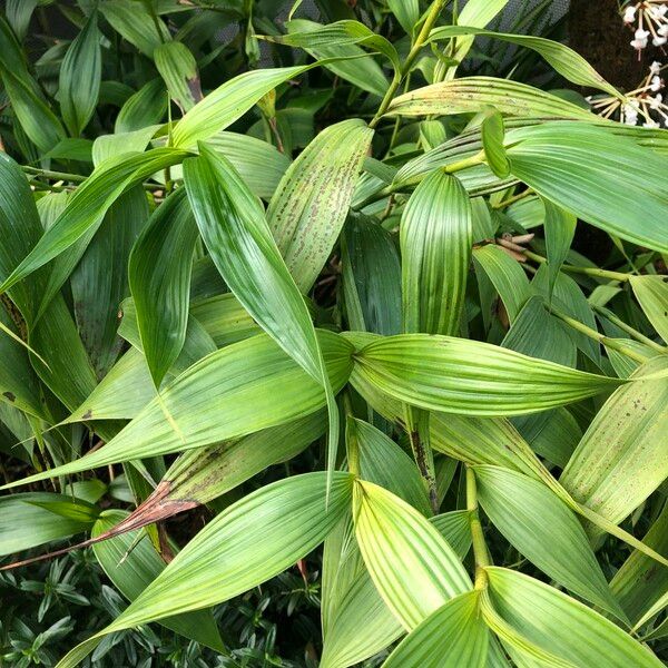 Sobralia macrantha cv. 'Alba' Leaf