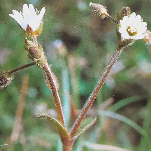 Cerastium pumilum 花