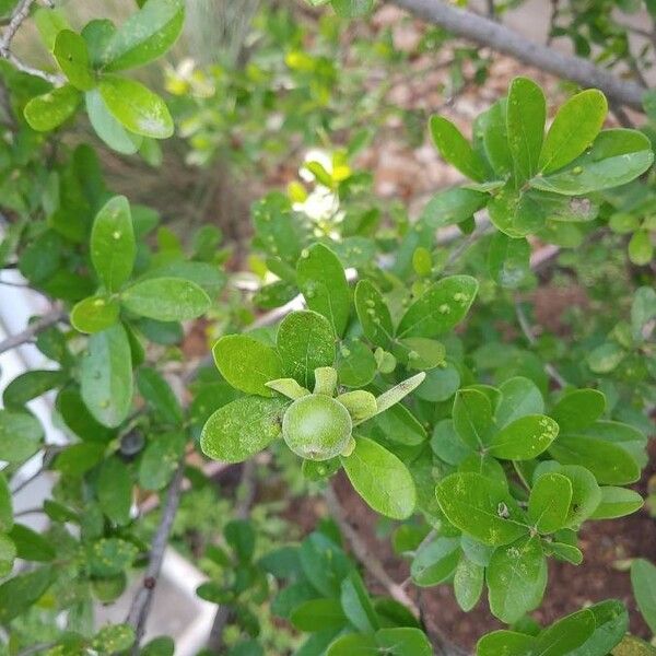 Diospyros texana Fruit