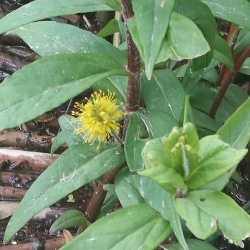 Lysimachia thyrsiflora Virág