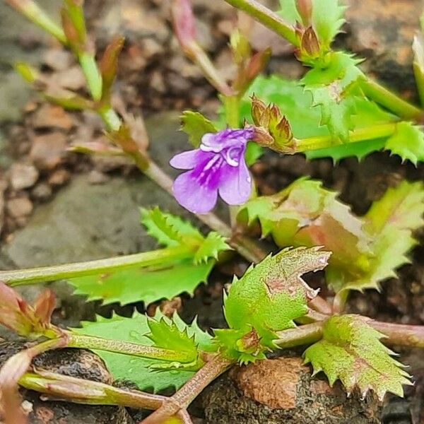 Bonnaya ciliata Flower