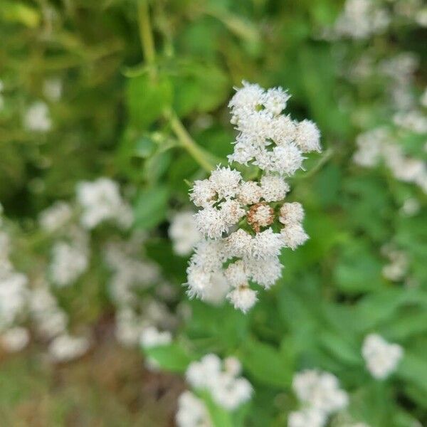 Ageratina aromatica Квітка