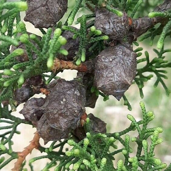 Hesperocyparis lusitanica Fruit