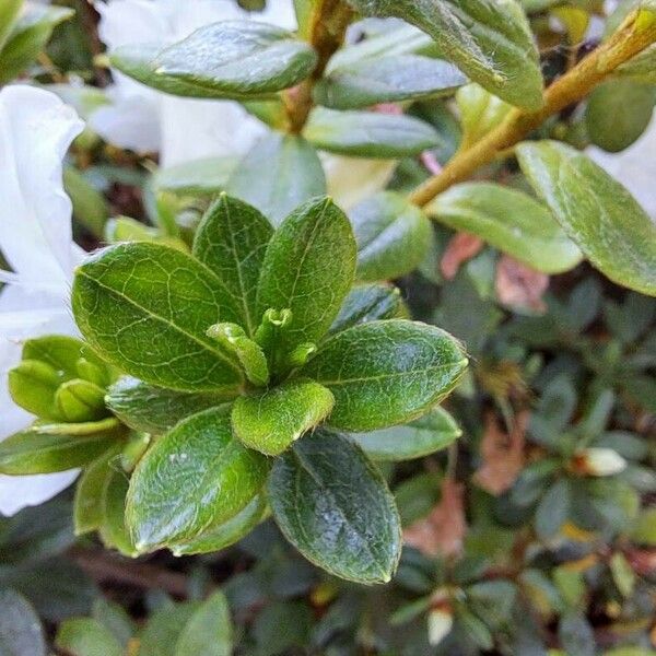 Rhododendron kiusianum Leaf