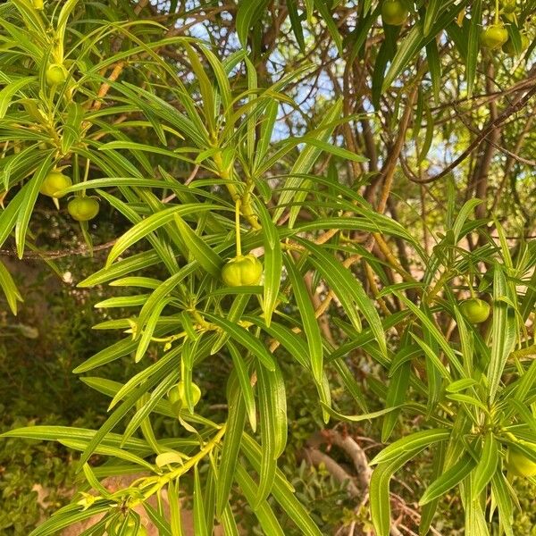 Cascabela thevetia Leaf