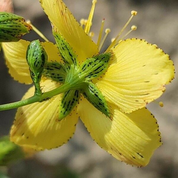 Hypericum linariifolium Flower