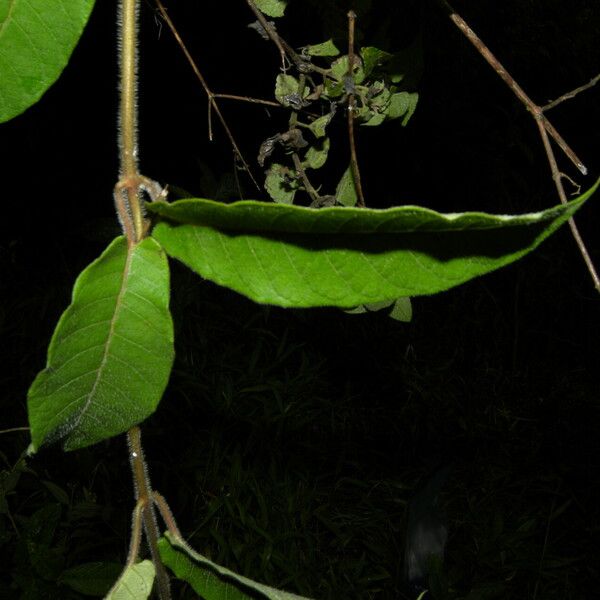 Mandevilla hirsuta Leaf
