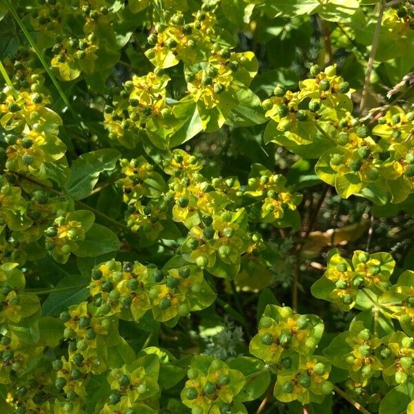 Euphorbia lucida Flor