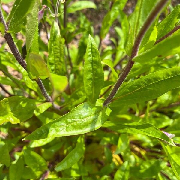 Penstemon gracilis Ліст