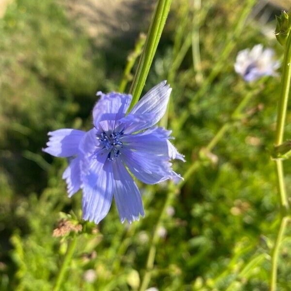 Cichorium endivia Flower