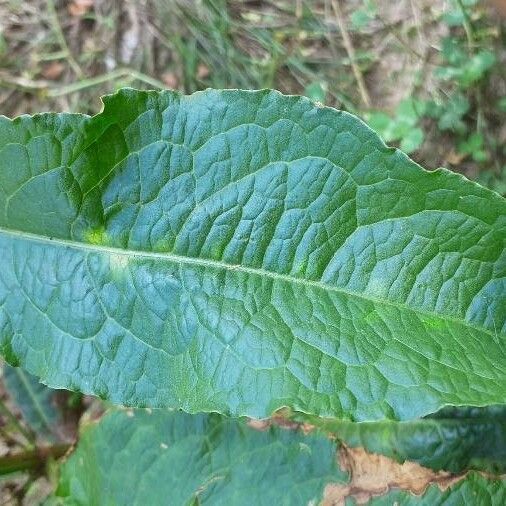 Rumex obtusifolius Leaf