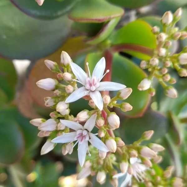 Crassula ovata Lorea