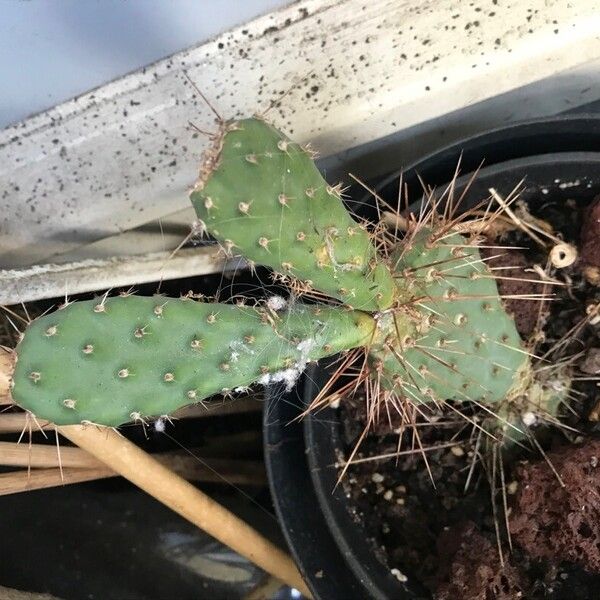 Opuntia polyacantha Leaf