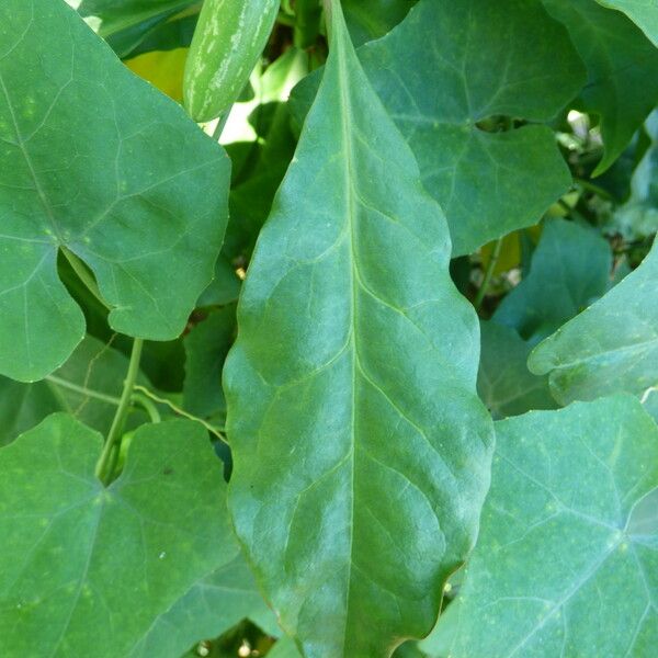 Leuenbergeria bleo পাতা