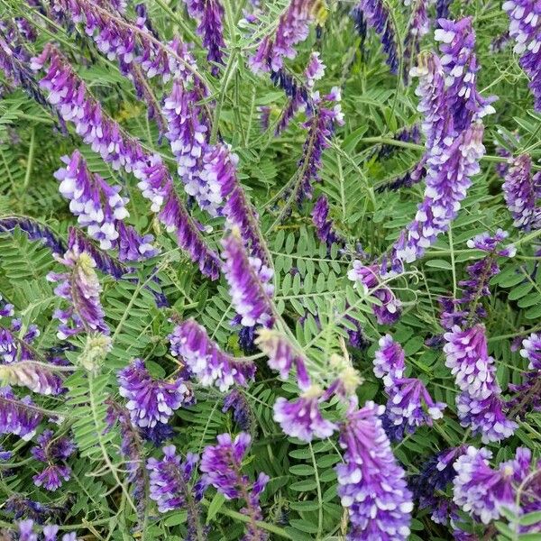 Vicia tenuifolia Blüte