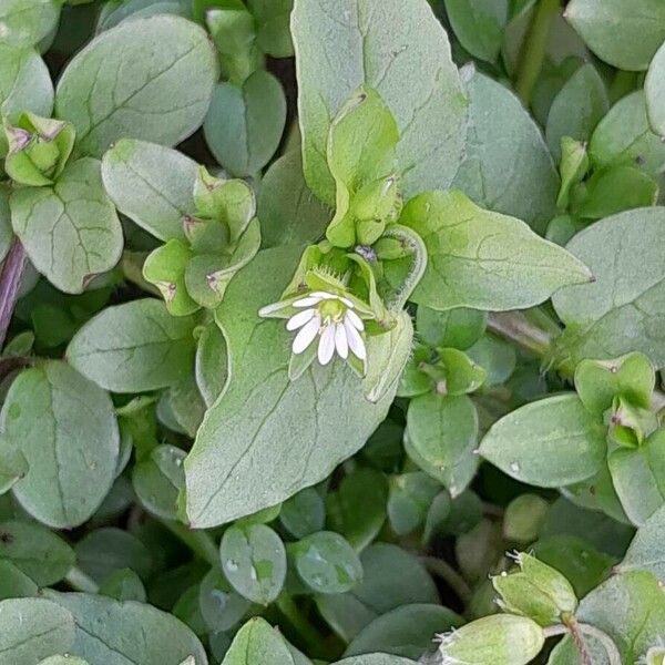 Stellaria media Frunză