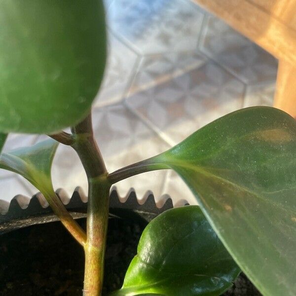 Peperomia magnoliifolia 樹皮