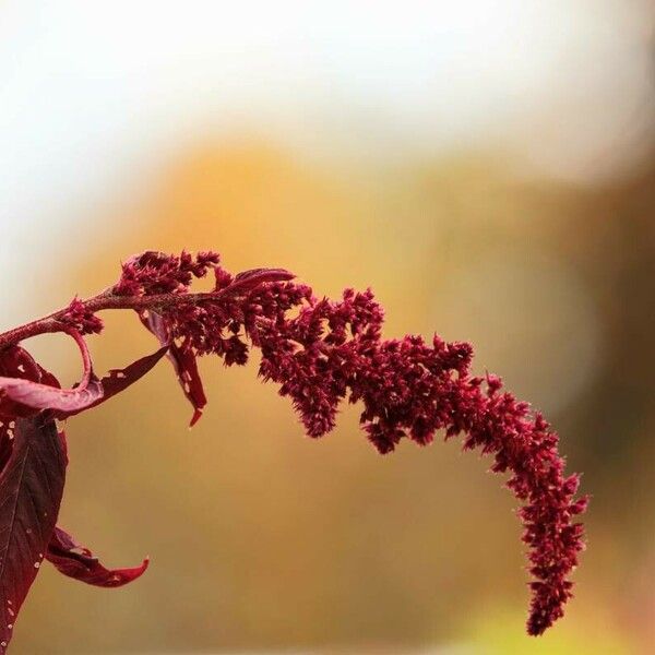 Amaranthus cruentus फूल