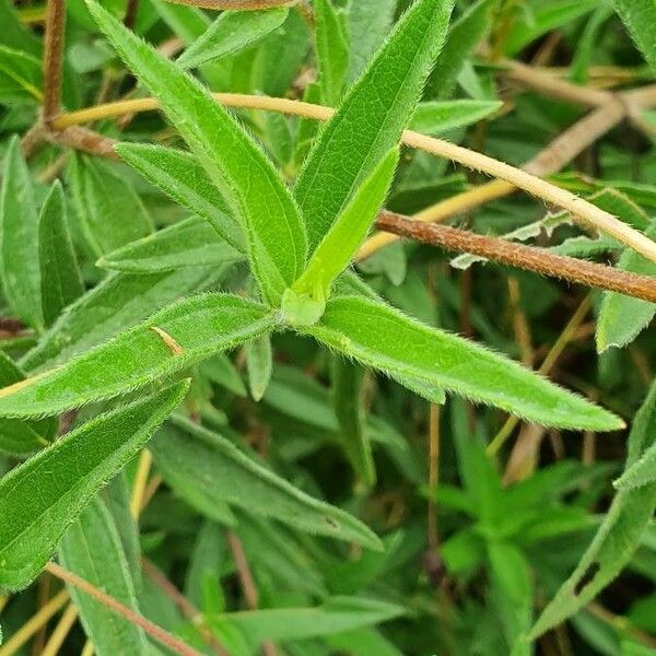 Aspilia mossambicensis Leaf