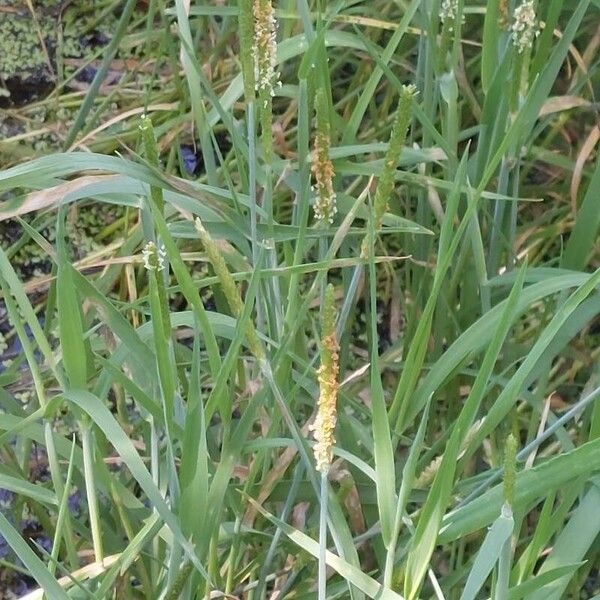 Alopecurus aequalis Flower