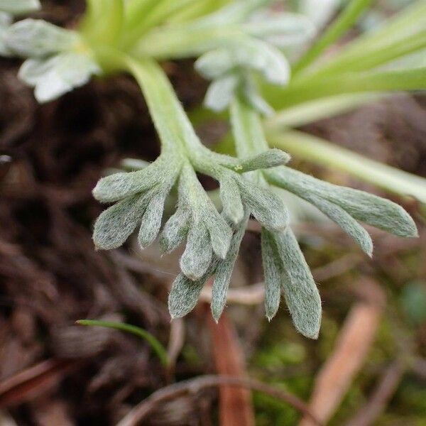 Artemisia umbelliformis Habit