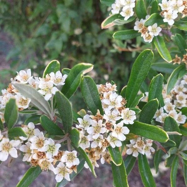 Pyracantha coccinea Flor