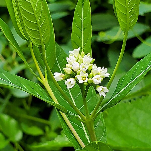 Apocynum cannabinum Bloem