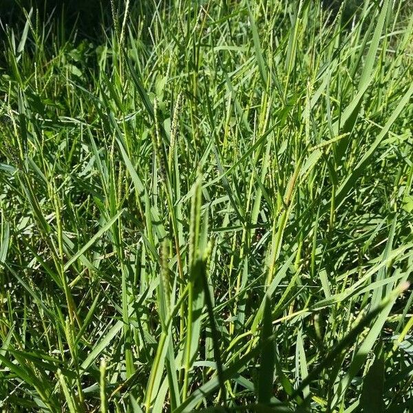 Paspalum distichum 整株植物