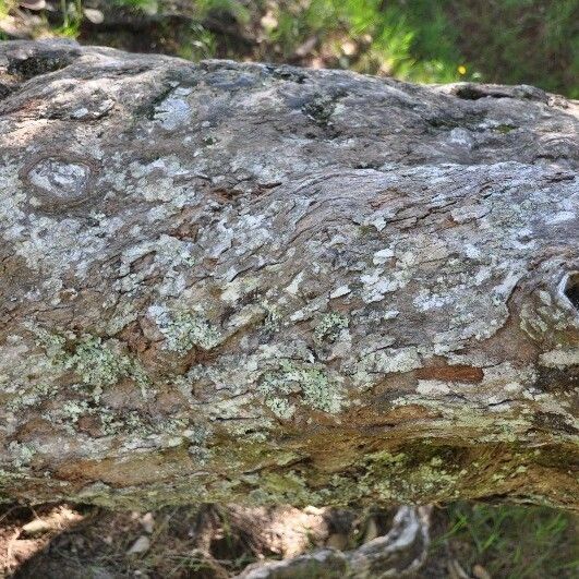 Monimia rotundifolia Bark