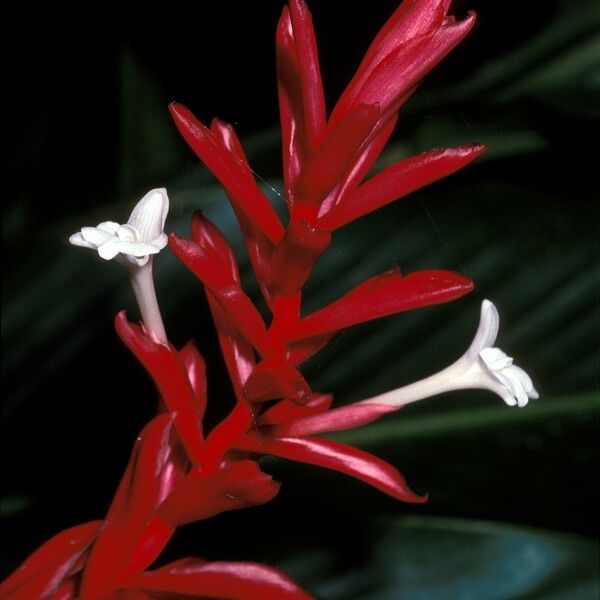 Etlingera coccinea Flower