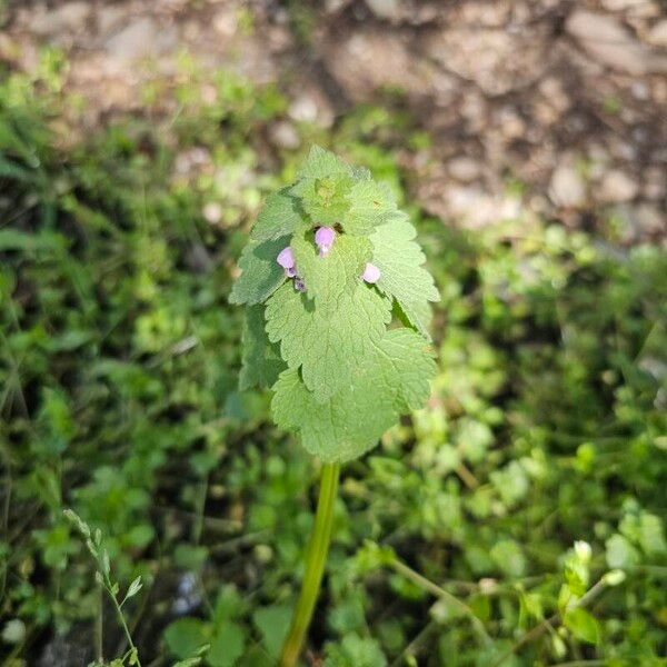 Lamium hybridum 花