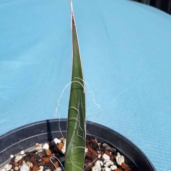 Agave filifera Folha