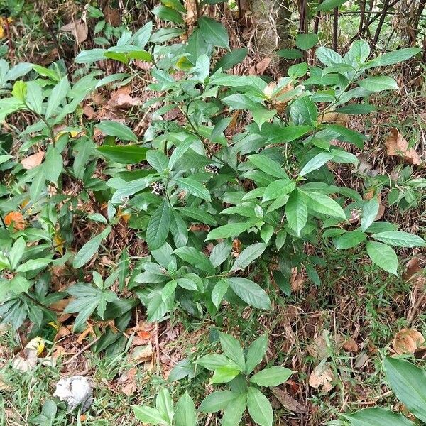 Chassalia curviflora Celota