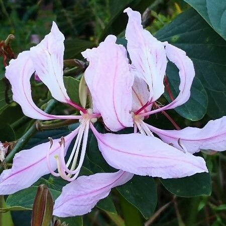 Bauhinia variegata Kvet