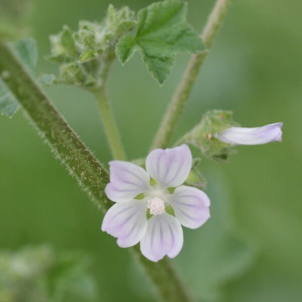 Malva punctata Цветок