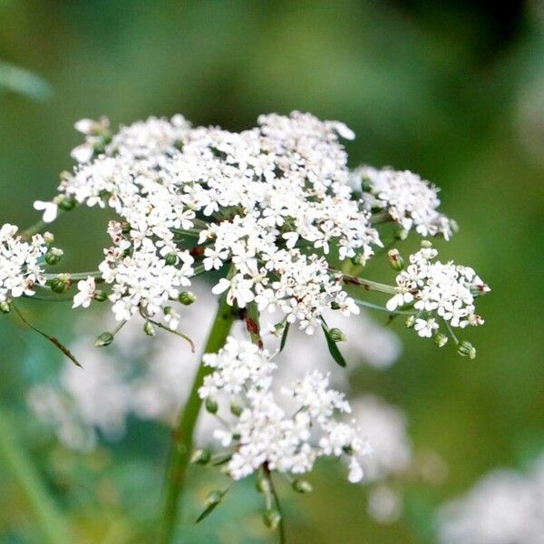 Aethusa cynapium Fiore