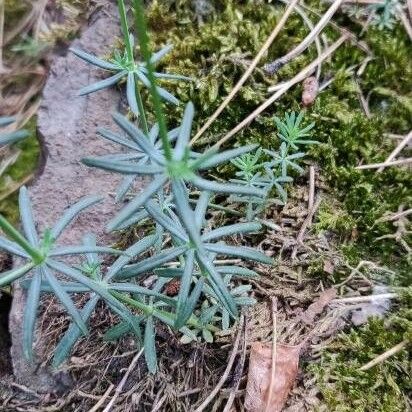 Galium glaucum Liść