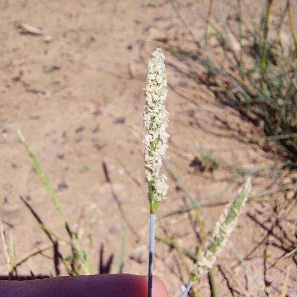 Alopecurus geniculatus Blad