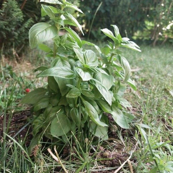 Ocimum basilicum List