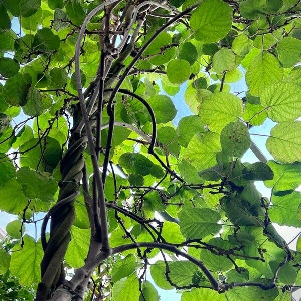 Actinidia chinensis Hoja