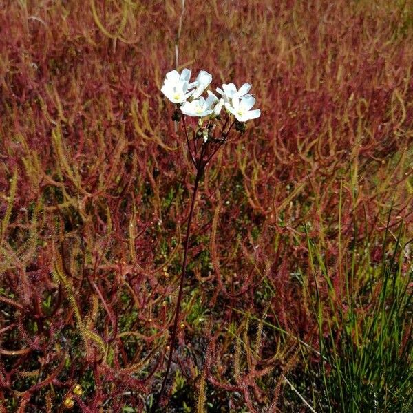 Drosera binata عادت داشتن